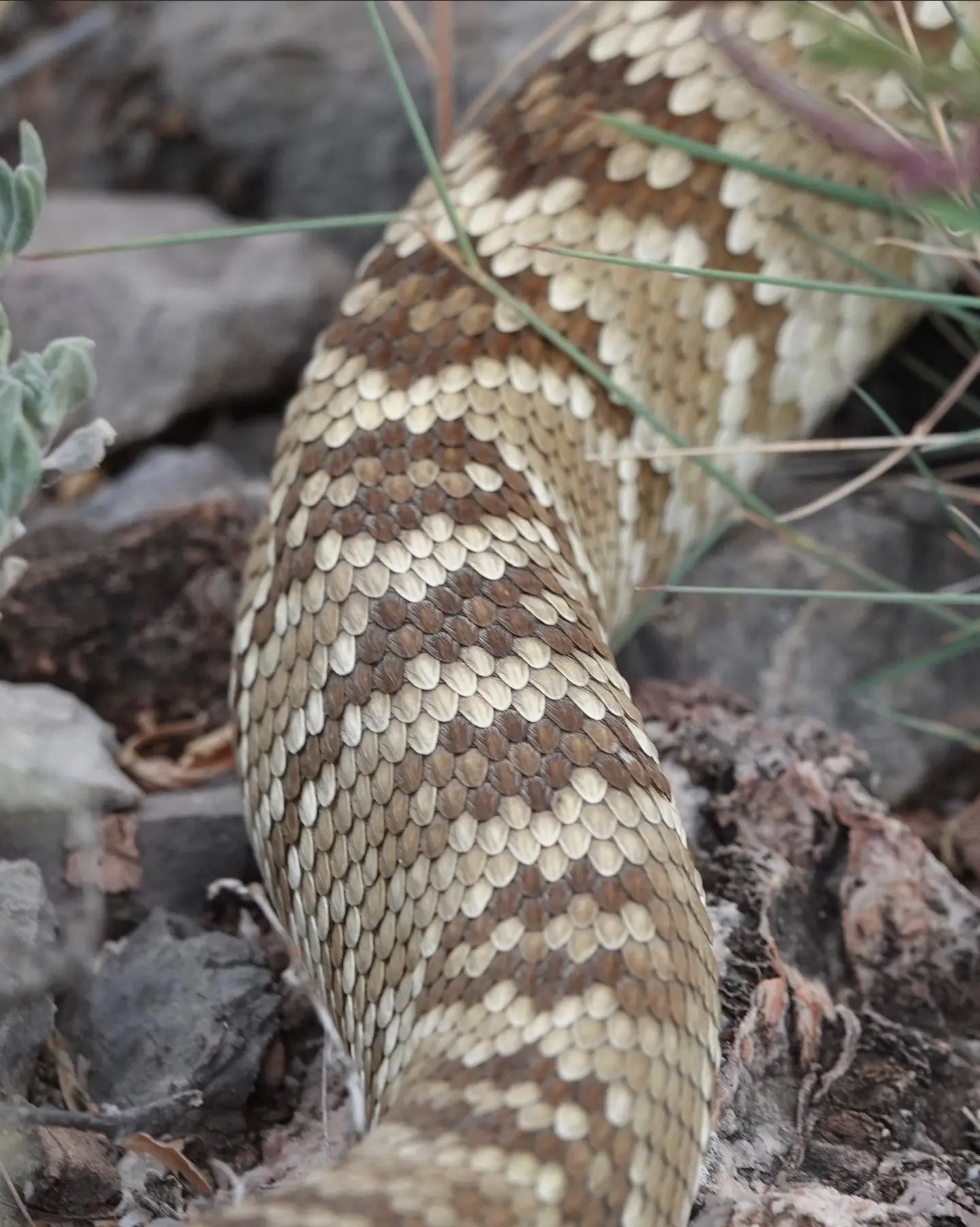 Black Tailed Rattlesnake | Josh Lien