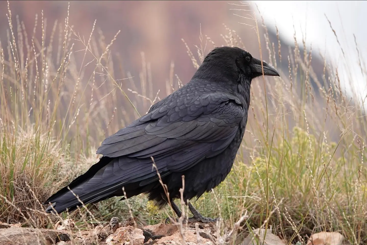 Common Raven | Josh Lien