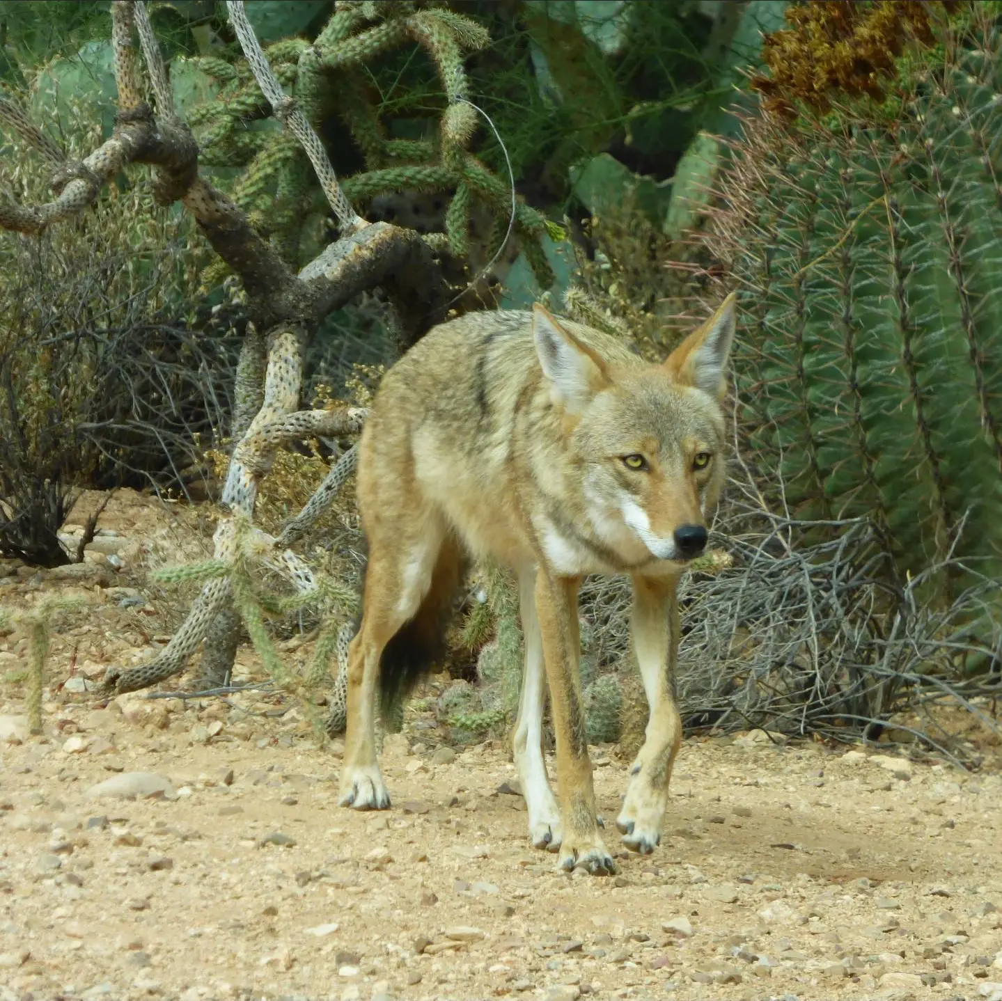 Coyote 2 | Sonoran Desert Rat