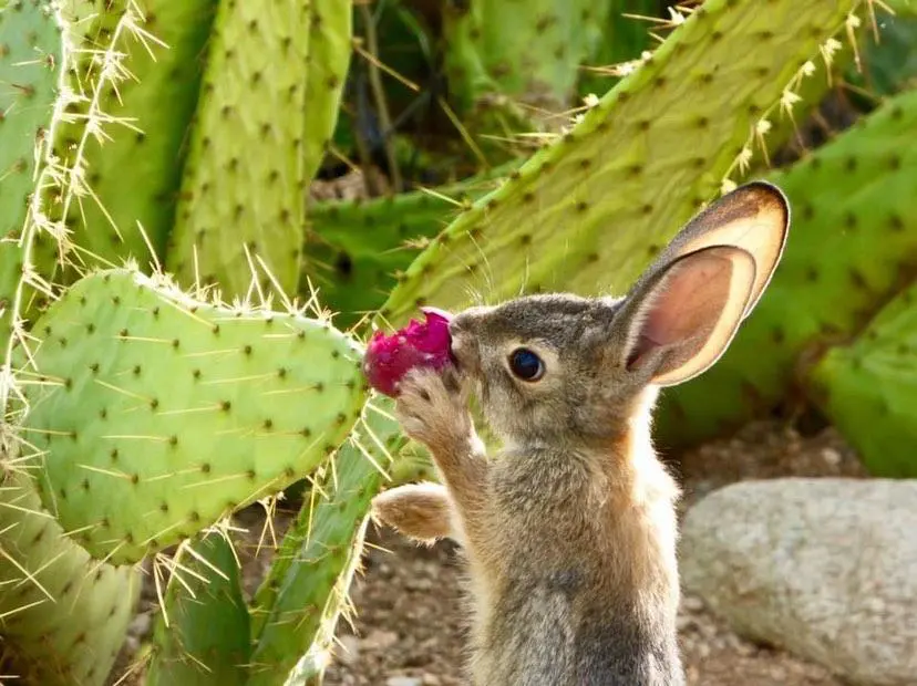 Desert Cottontail | Sonoran Desert Rat