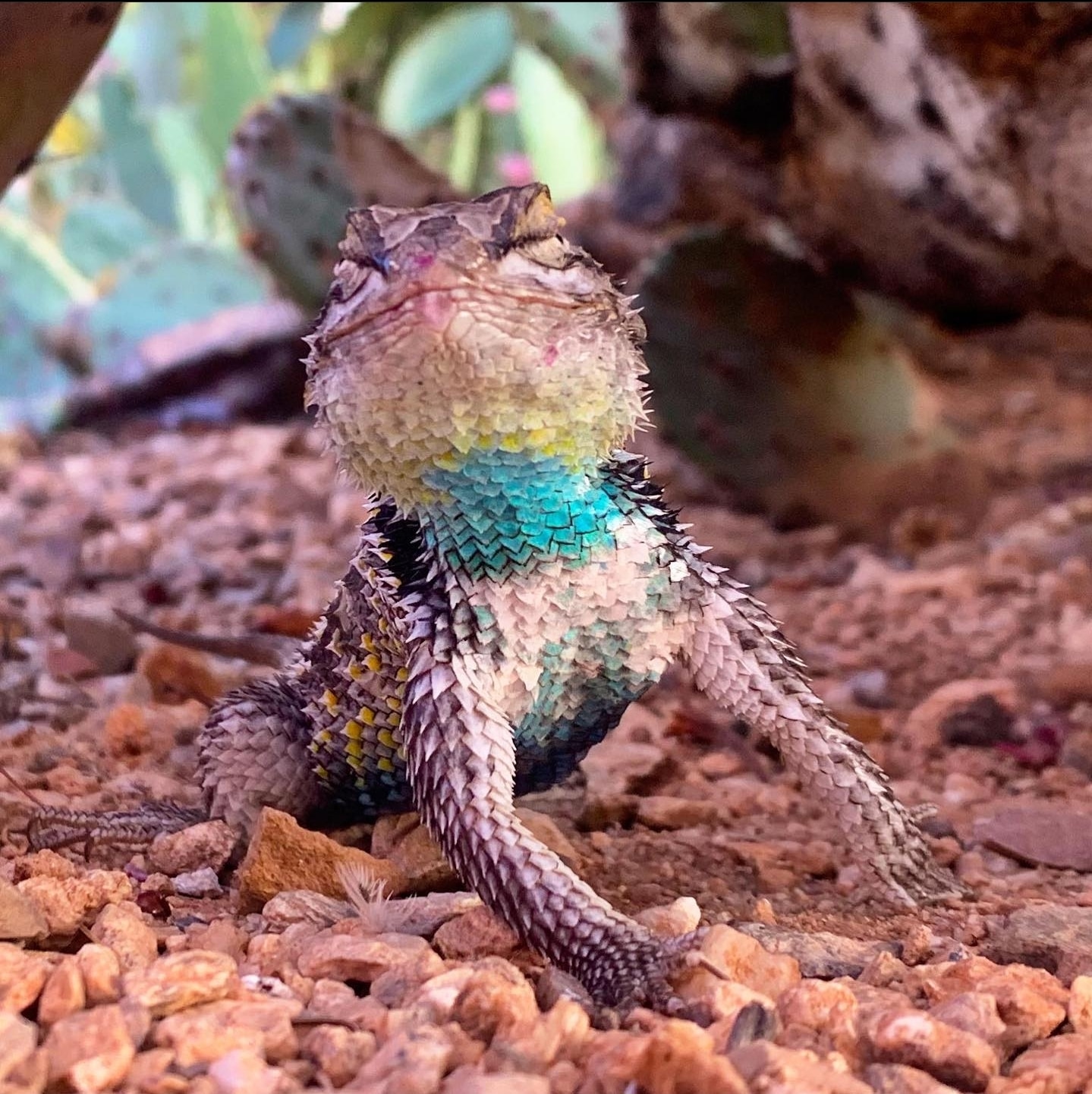 Desert Spiny Lizard | Sonoran Desert Rat
