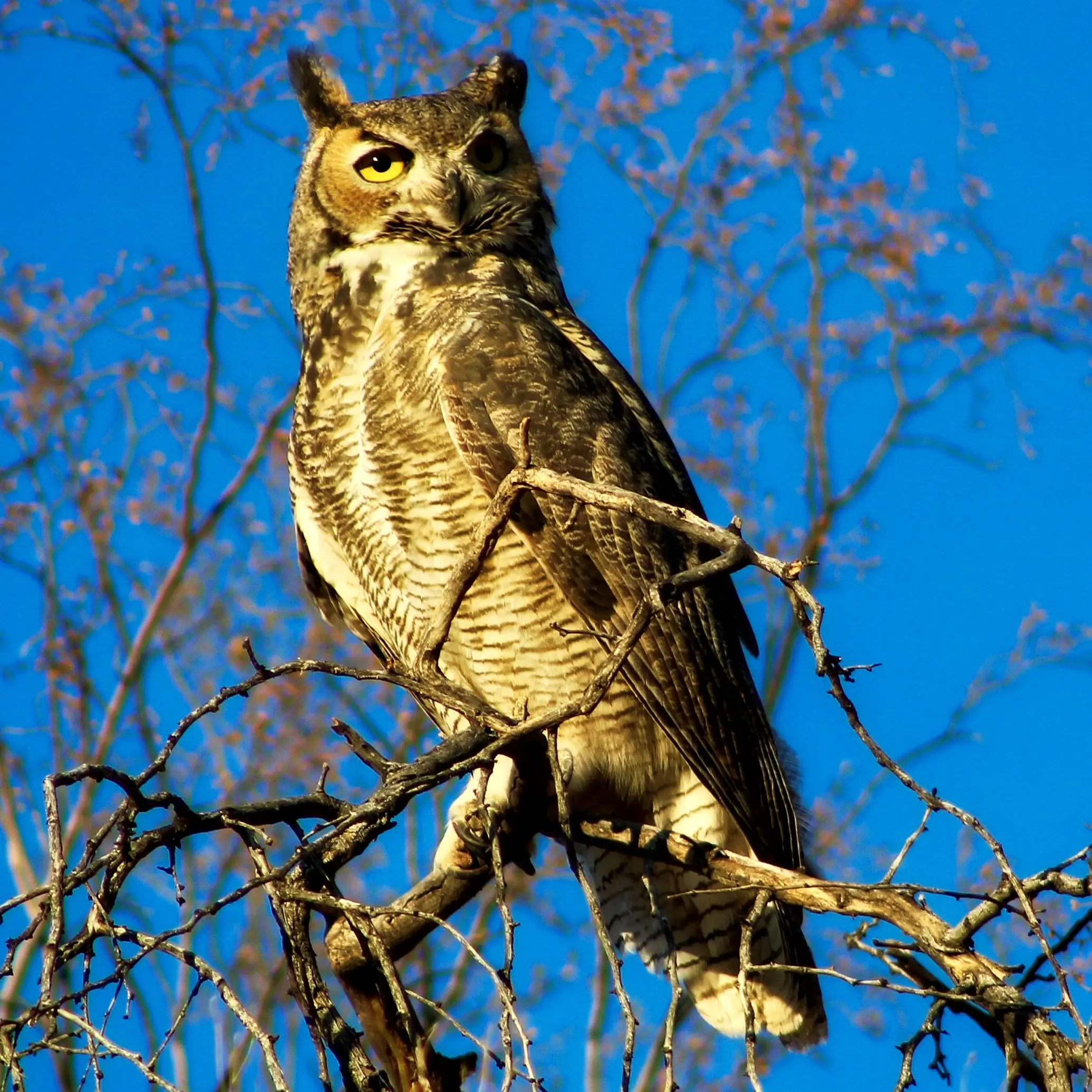 Great Horned Owl 2 | Corey Keppel