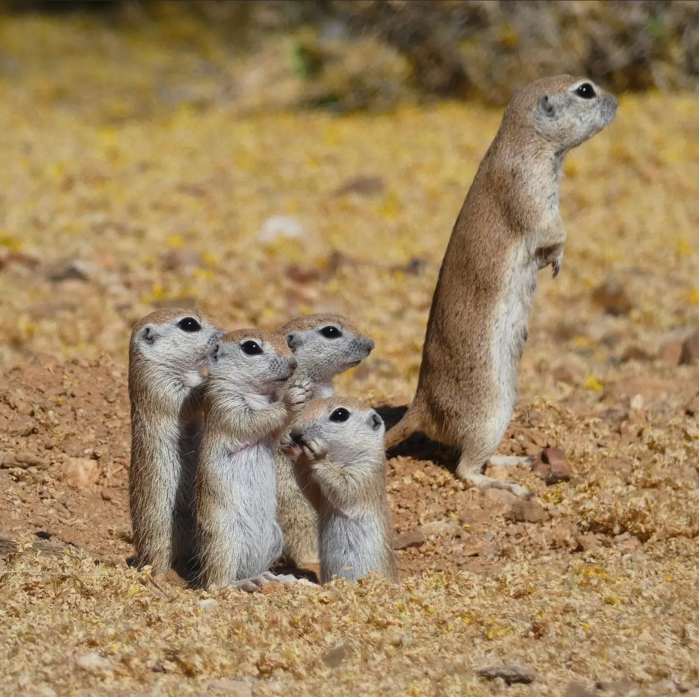 Round Tailed Ground Squirrel 2 | Sonoran Desert Rat