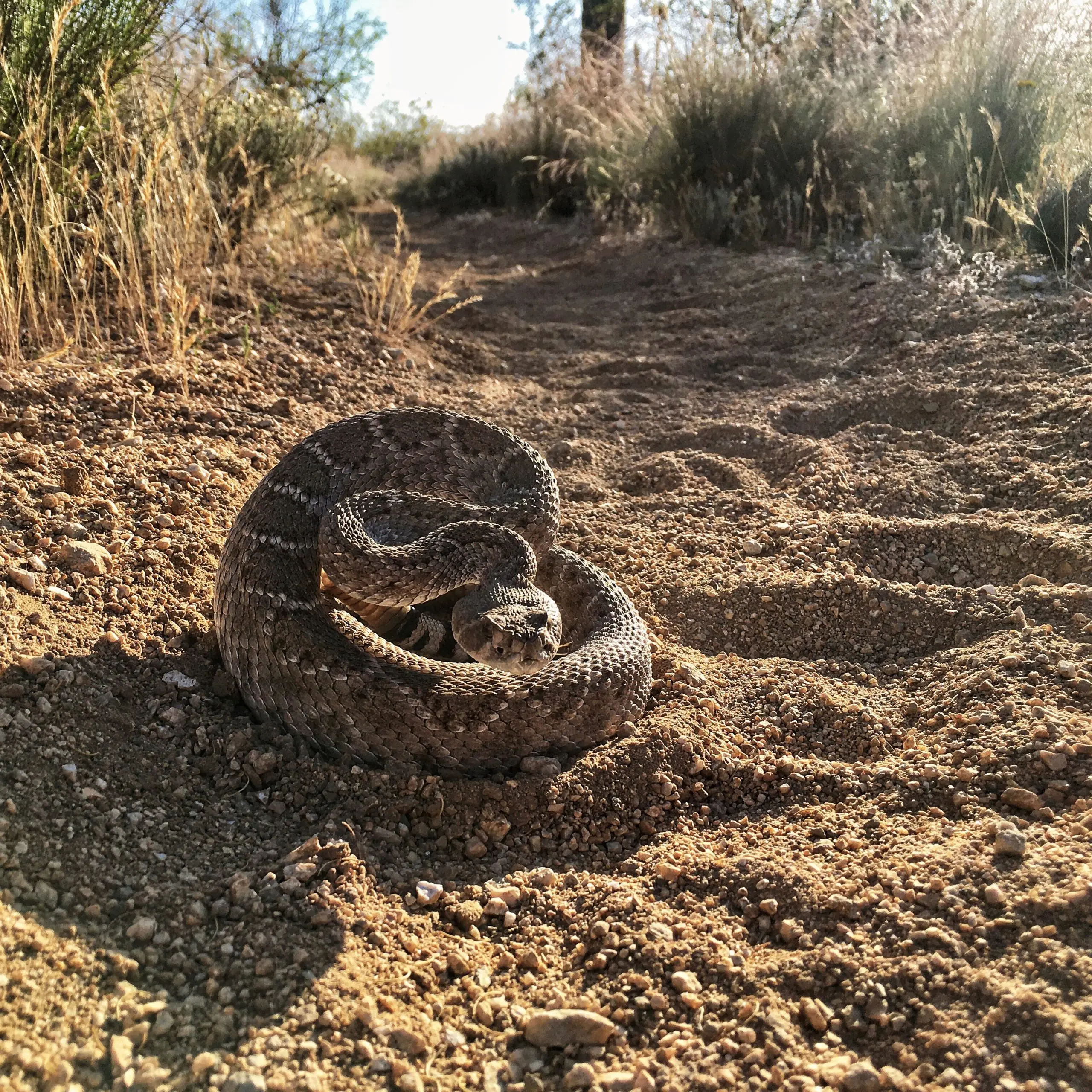 Western Diamondback Rattlesnake | Corey Keppel