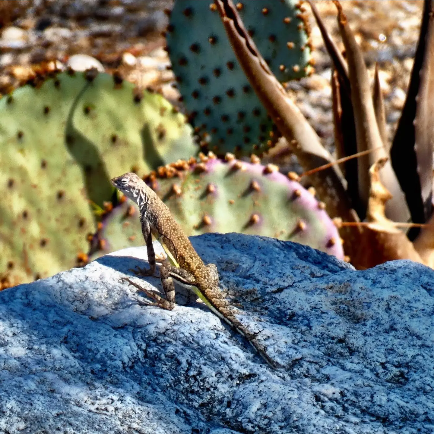 Zebra-Tailed Lizard | Sonoran Desert Rat