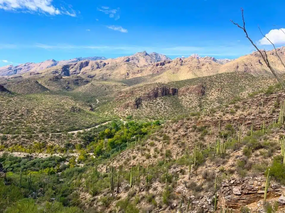 Sonoran Desert Rat Sabino Canyon