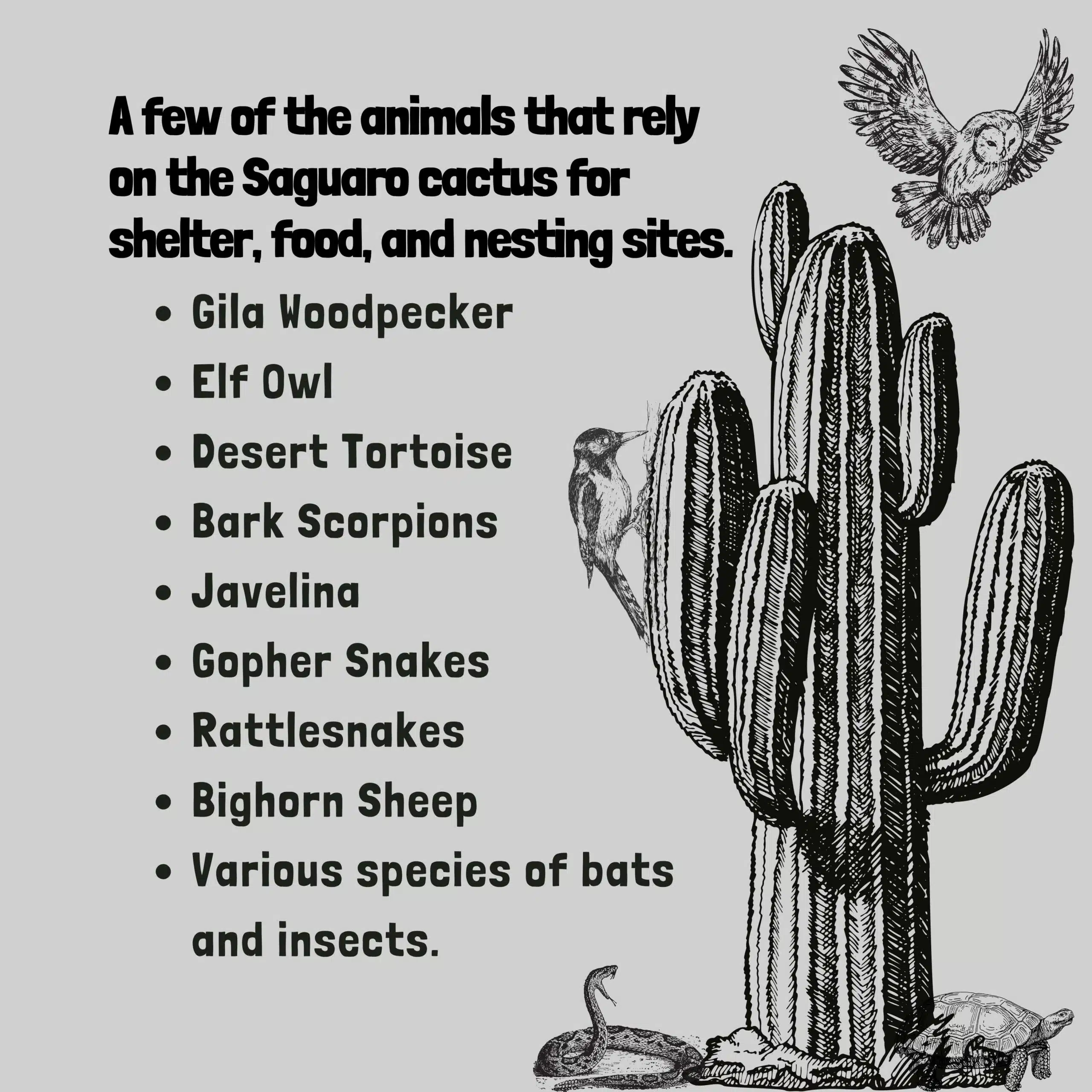 Saguaro Facts for Kids